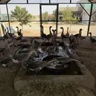 وز عراقي للبيع