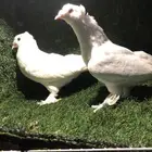 السلام عليكم ورحمة الله وبركاته طبات بيض دبل كرست