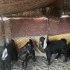 تيوس