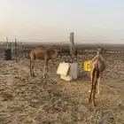 قعدان