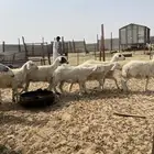 9 رخال جذعات حريات ونعجه دافع   الدمام