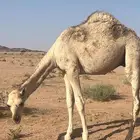قعود للبيع