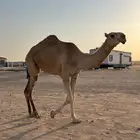 للبيع بكار على بعير ابو بندر الضفيري
