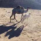 للبيع خلفه سحليه