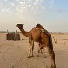 عشرا كفو تحتها قعود ولقحه فوق ولدها