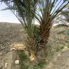 فسايل   غرس نخل ذكور مجاني