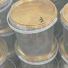 مكنوز فنخاء الكهفة