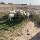 برابر مرابي شهرين على كلام راعيها