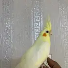 كيروان اليف