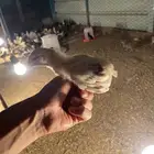 صوص بلدي