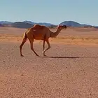 ناقه لقحه