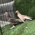 طبات صنعاني