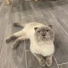 قط ذكر سكوتش تربل فولد للتزاوج