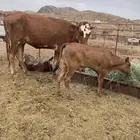 بقره خلفه اول ولوده لها