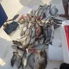 رحلة بحرية