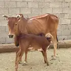 بقر للبيع العدد 12