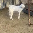 جفره جذعه للبيع