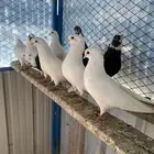 حمام قطايف