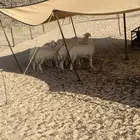 الشميسي طريق الخواجات متجه جوش الجابري