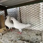 جوز قلابي ابيض معه فرخ