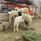 طليان ورخال