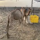 قعدان