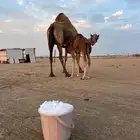 خلفه مصغر كفو حليب سكر وهداوه