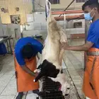 ذبايح سواكني نظيفه وتربايه ومقفله وشي فاخر من الاخر