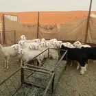 بهم حري فيه 2 نجد العدد 15 نضيف طيب عماره من الربعه وفوق