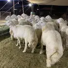 حري طليان ذبايح ثلاجه ذبائح مناسبات يوجد صلخ وتوصيل