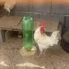 ااا