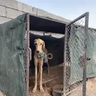 سلقي للبيع مدراب