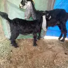 معزا