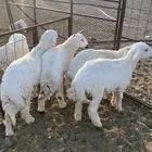 للبيع بهم