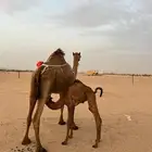 خلفه مصغر كفو حليب وهداوه
