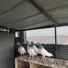 حمام باكستاني