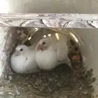 زغاليل