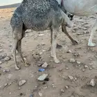 حاشي قعود