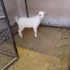 للبيع تيس قزمي