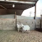 شياه حريات متابيع