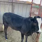 حسيله اللبع