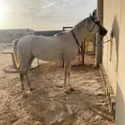 حصان شعبي كفو وحار