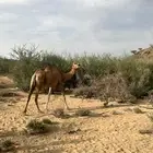 نياق حمر مشروطه من جميع العذاريب