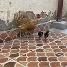 دجاجه معها صيصان الموقع الوجه