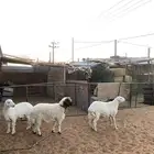 خرفان للبيع