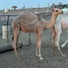 للبيع حاشي طيب عمره 7 شهور