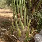 صقعي درجه اولى