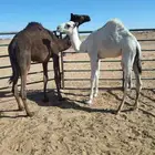 قعدان