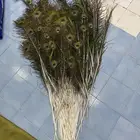 ريش طاووس للبيع