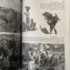 كتاب النباتات البرية بالسعودية